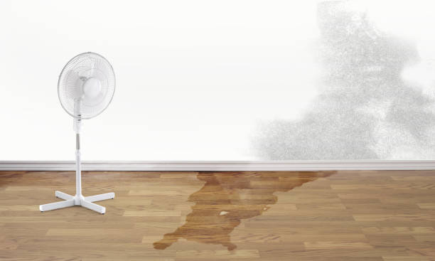 Best Flood damage cleanup  in Sandstone, MN