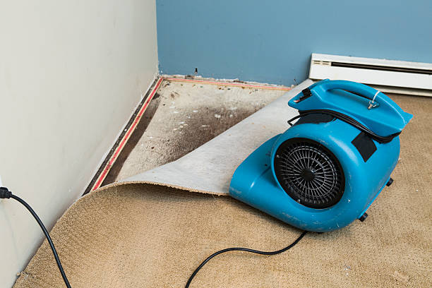 Best Sewage cleanup and water damage restoration  in Sandstone, MN